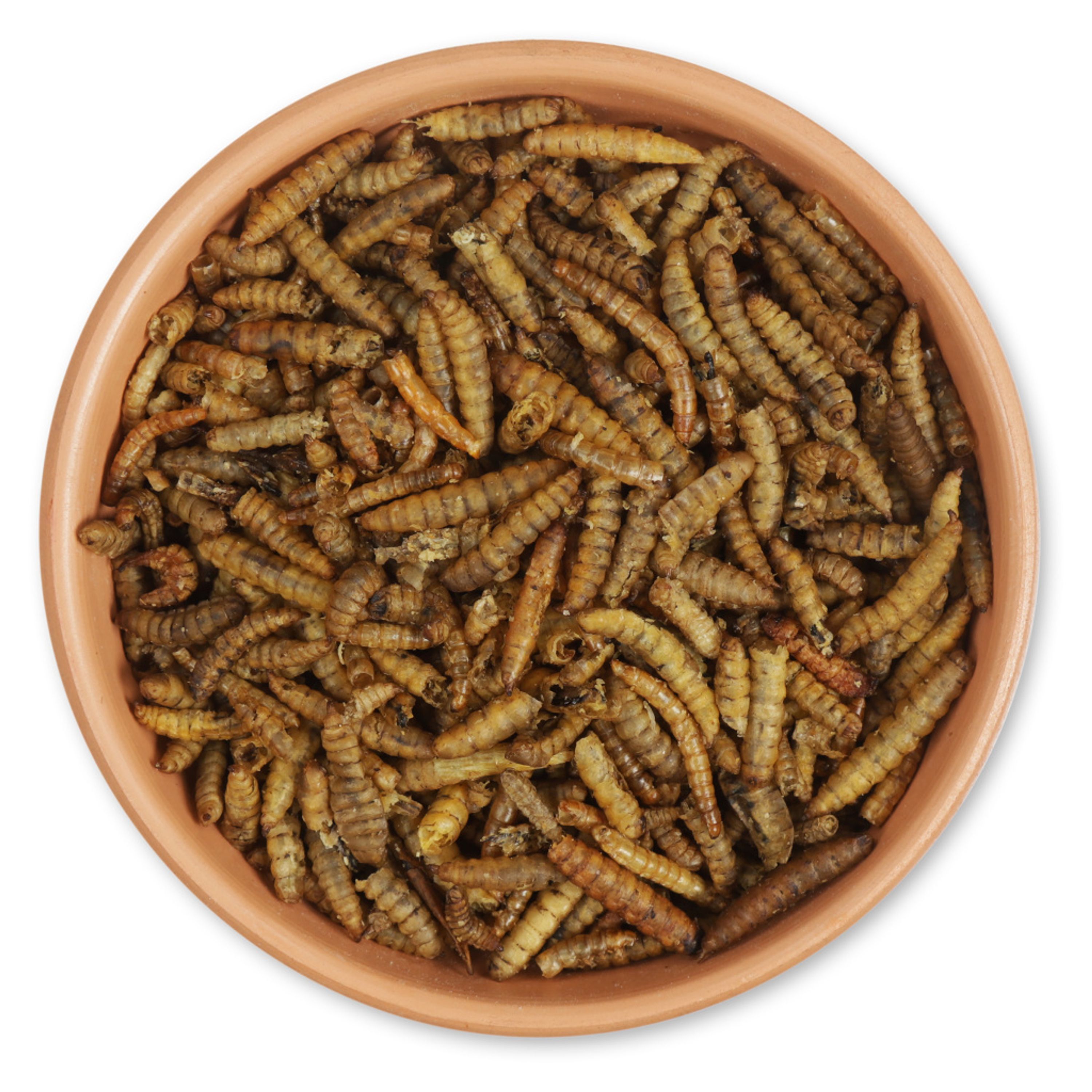 Proteinreiche getrocknete Insektenmischung 1kg | Vogelfutter | CJ Wildlife